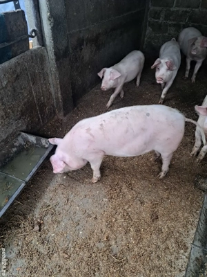 marele alb incrucisat cu landrace 35 kg