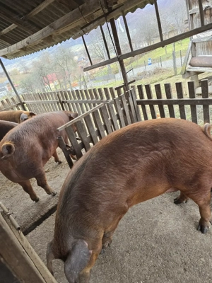 Vand porci cu greutate intre 140-180kg - imagine 5