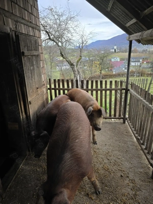 Vand porci cu greutate intre 140-180kg - imagine 3