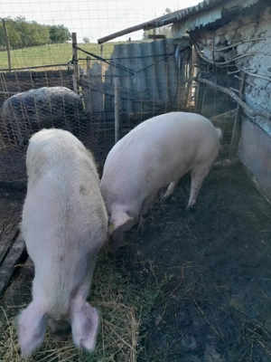 Porci de vânzare  - imagine 3