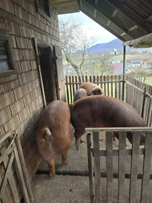 Vand porci cu greutate intre 140-180kg - imagine 2