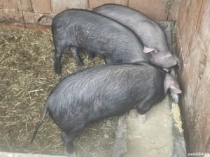 vând 3 soldani rasa bazna de carne 30-35 kg 