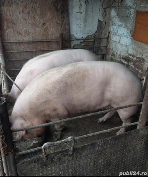 vanzare purcea - imagine 3
