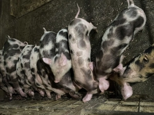 Purcei de vânzare  - imagine 2