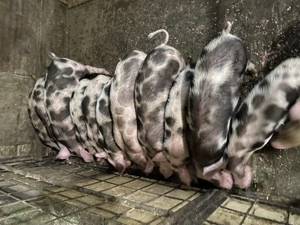 Purcei de vânzare  - imagine 3