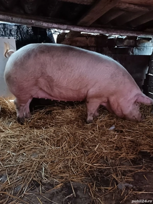 vând porci de țară 