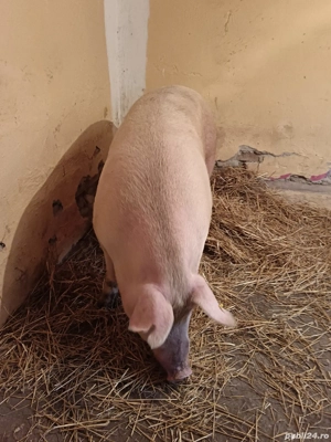 vând porci de țară 