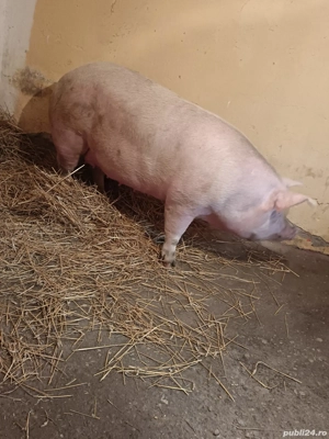 vând porci de țară  - imagine 4
