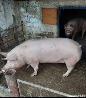 Purcea de vânzare 