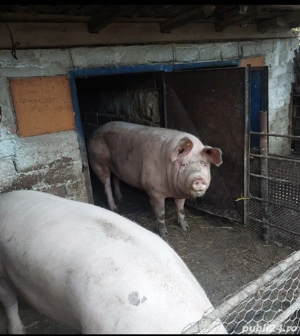 Purcea de vânzare  - imagine 2