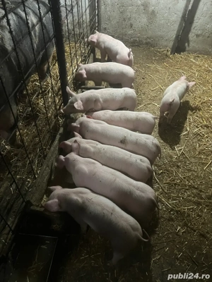 vind purcei intarcati 