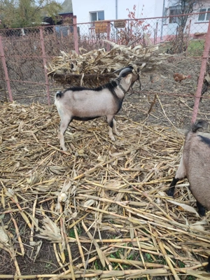 Vând țap alpin francez