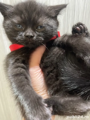 puut british - imagine 3