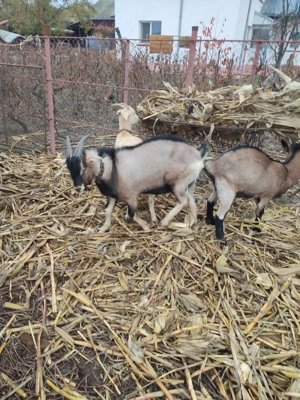 Vând țap alpin francez - imagine 3