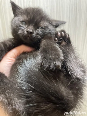 puut british - imagine 2