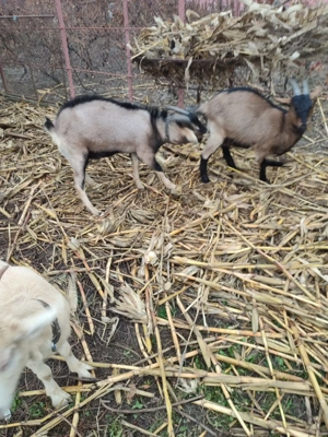 Vând țap alpin francez - imagine 2