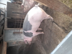 Vând porc pentru taiere