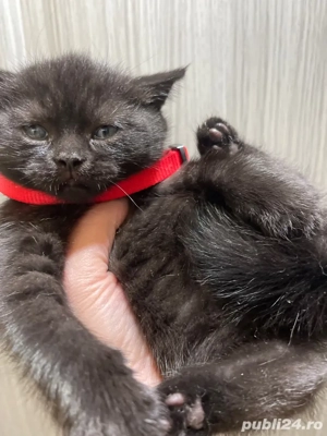 puut british - imagine 4