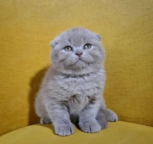 Pui British Shorthair Lilac