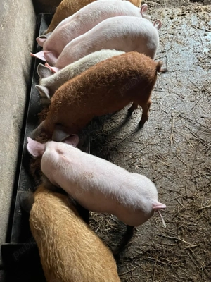 Purcei mangalita si marele alb