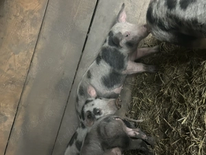 Purcei de vânzare  - imagine 2