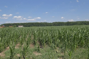 Corbeanca - Petresti, langa padure, teren recent lotizat in loturi de 1.000 mp. - imagine 7