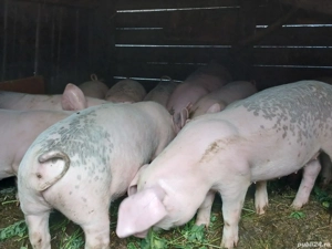 vand purcei  - imagine 2