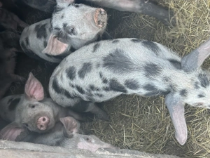 Purcei de vânzare  - imagine 5