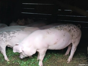 vand purcei  - imagine 3