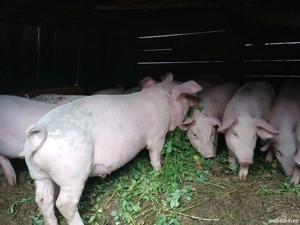 vand purcei  - imagine 4