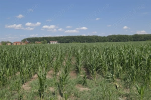 Corbeanca - Petresti, langa padure, teren recent lotizat in loturi de 1.000 mp. - imagine 9