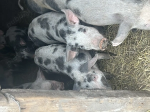 Purcei de vânzare  - imagine 3