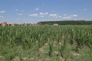 Corbeanca - Petresti, langa padure, teren recent lotizat in loturi de 1.000 mp. - imagine 10