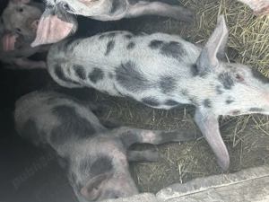 Purcei de vânzare  - imagine 4