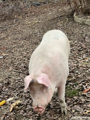 0șapte70533221 porci de rasă - imagine 5