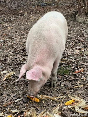 0șapte70533221 porci de rasă - imagine 4