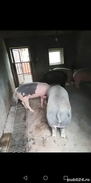 Porci de vânzare 