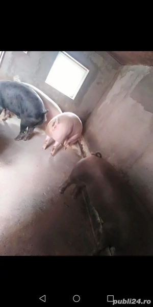 Porci de vânzare  - imagine 2