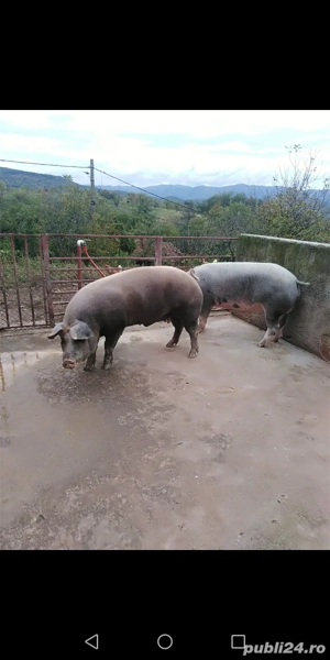 Porci de vânzare  - imagine 5