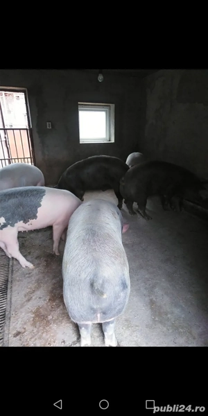 Porci de vânzare  - imagine 4