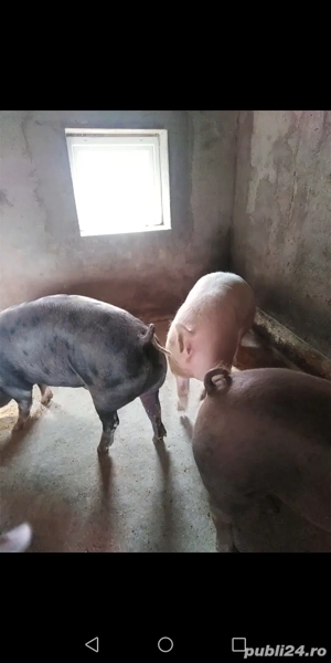 Porci de vânzare  - imagine 3