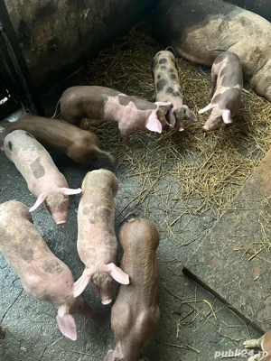 Purcei de vanzare - imagine 3