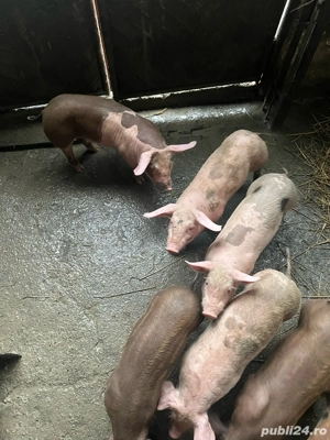 Purcei de vanzare - imagine 2