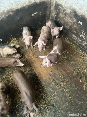 Purcei de vanzare - imagine 4