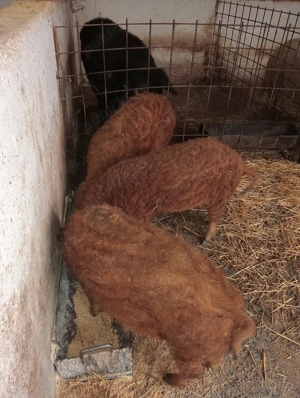 Godaci mangalița la 40 de kg varietatea roșu somon 