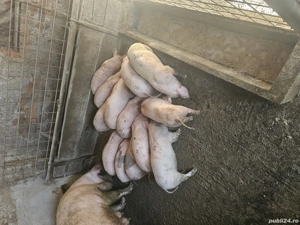 Vând purcei de 8 săptămâni  - imagine 2