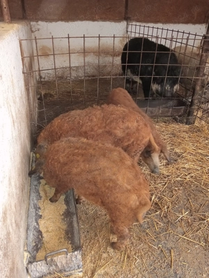 2Scrofițe și1Vieruț peste 40 de kg de reproducție - imagine 4