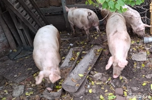 Porci de vanzare  - imagine 3
