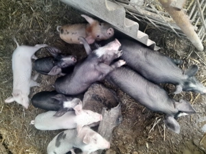 Vand purcei si porci