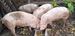 Porci de vanzare  - imagine 2